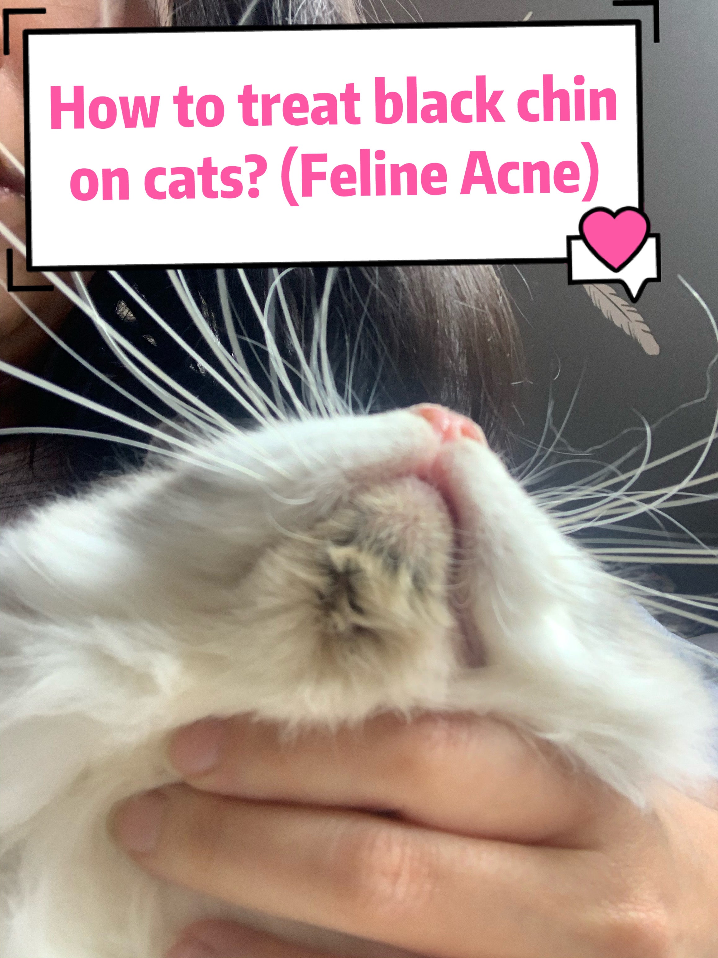 How to Treat Feline acne Cat Black Chin Dirty Cat Chin Cherish