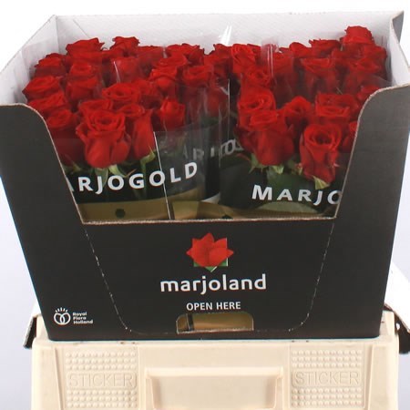 ROSE RED NAOMI (Price for Each Stem sold in Batches of 10 stems)