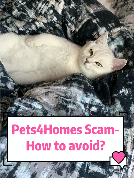 Pets4Homes Kitten scam/ Pet scam alert !!!- How to avoid to get scammed?