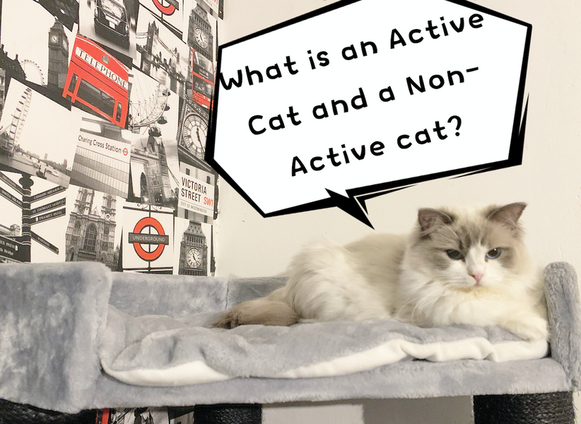 What is an Active Cat or a Non-Active Cat? What is buying a Cat as a Pet? - Cherish Lewis Ragdoll