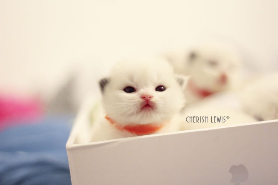 Fluffy Ragdoll Kitten Little Orange’s Family Introduction| Cherish Lewis Ragdoll Cattery UK