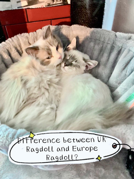 What is the Difference between UK Pedigree Ragdoll and Europe Ragdoll Cat? How much is Ragdoll Cat?