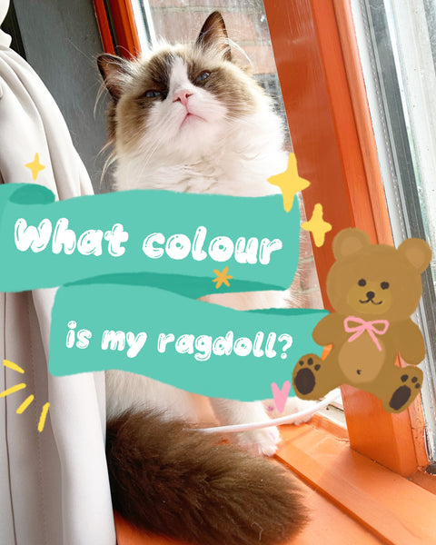 What colour is my ragdoll? - Ragdoll Cat Colours CHERISH LEWIS Ragdoll Cattery UK
