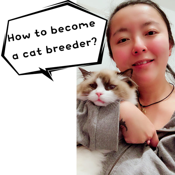 How to become a cat breeder? Selling animal as a pet license UK (Part 1)- Cherish Lewis Cattery