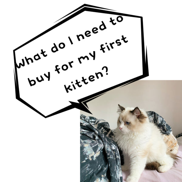 What do I need for my firtst kitten? UK best cat essentials list- Cherish Lewis Ragdoll Cattery UK
