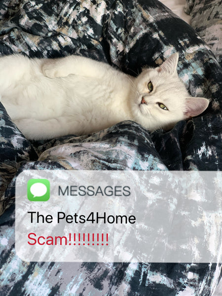 Pets4Homes Kitten scam/ Pet scam alert !!!- The dark side behind our cute furry friends.