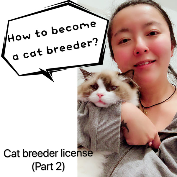 How to become a cat breeder? Selling animal as a pet license UK (Part 2)- Cherish Lewis Cattery