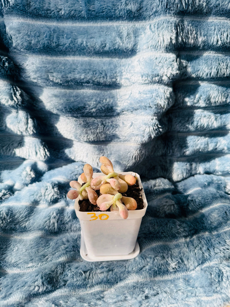 🇬🇧UK Pink Succulents Live Plant 2-3 Years Big Very Rare Graptopetalum amethystinum (Rose)Walther (No.30)