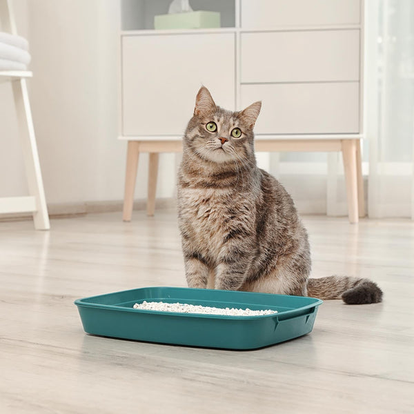 Scented Cat Litter White Clumping 3L Lavender Strong Odor Control Fast Absorbing Low Dust Easy Scoop Cat Tray Litter.