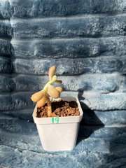 🇬🇧UK Pink Succulents Live Plant 2-3 Years Big Very Rare Graptopetalum amethystinum (Rose)Walther (No.19)