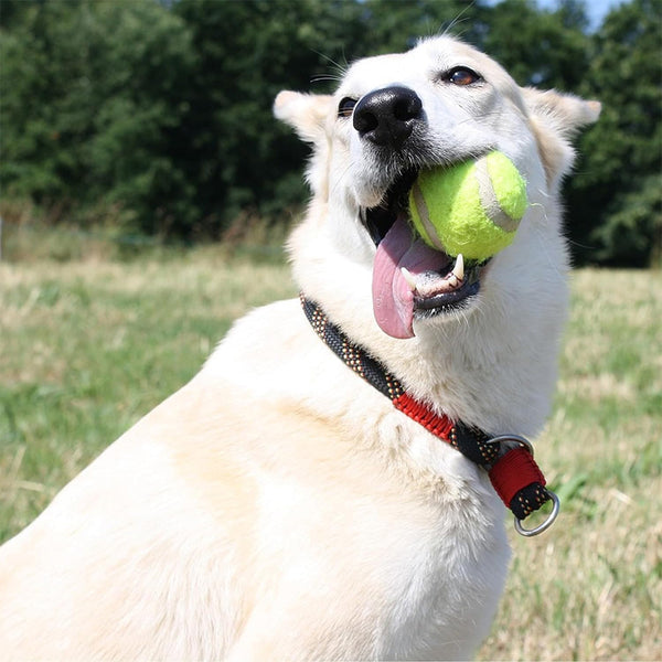[Automatic Dog Ball Launcher] Automatic Dog Ball Launcher with 3 ETPU Durable Balls, 3 Adjustable Distances (9.8ft/19.7ft/29.5ft), Rechargeable with USB Charging Cable | Interactive Toy for Small and Medium Dogs, Intelligence Training and Simulation