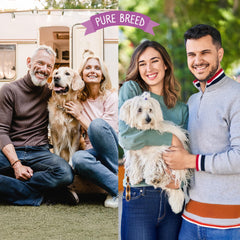 Pure Breed 50 Pack Chicken Dog Treats | Rawhide Twist Chew Sticks for Dogs & Puppies | Meaty Twist Dog Chews in Savoury Chicken Flavour | Low Fat, High Protein Dog Snacks | Long Lasting Puppy Chews for Training Rewards, Travel & Boredom Busting Indoor or
