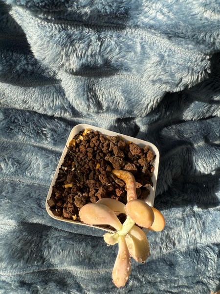 🇬🇧UK Pink Succulents Live Plant 2-3 Years Big Very Rare Graptopetalum amethystinum (Rose)Walther (No.33)