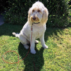 10ft Dog Tie-Out Cable with Spiral Stake – Heavy-Duty Outdoor Leash with Spring Clip – Ideal for Garden & Camping