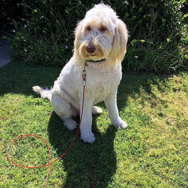 10ft Tie Out Cable with Spiral Ground Stake | Heavy-Duty Anchor with Spring-Loaded Clip | Secure Outdoor Dog Leash for Camping & Yard