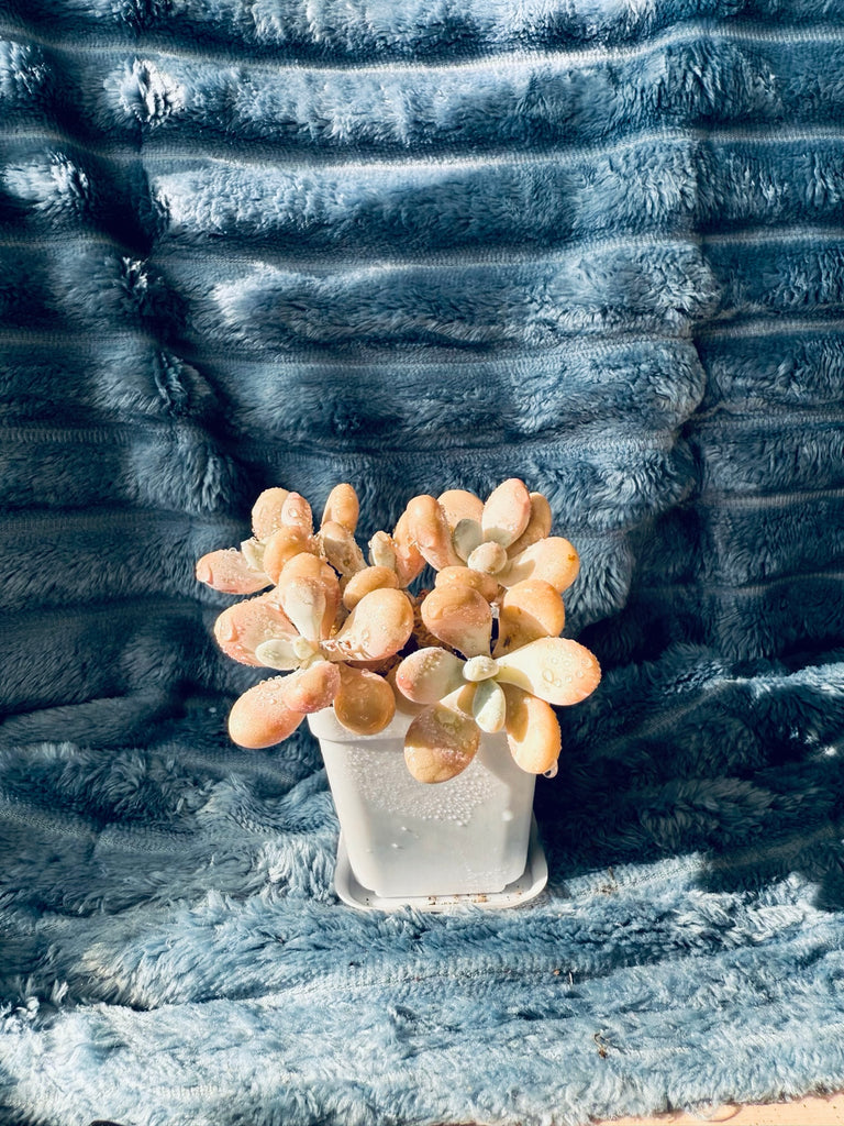 🇬🇧UK Pink Succulents Live Plant 3-4 Years Big Very Rare Graptopetalum amethystinum (Rose)Walther (No.50）