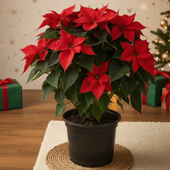 Poinsettia Potted Plant