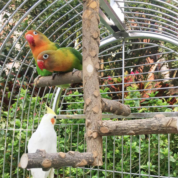 KINTOR Bird Perch Nature Wood Stand for 3-4Pcs Small Medium Parrots (S-For Small Parrots)