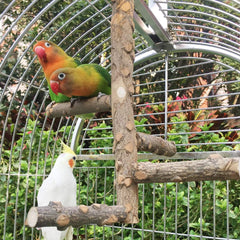 KINTOR Bird Perch Nature Wood Stand for 3-4Pcs Small Medium Parrots (S-For Small Parrots)