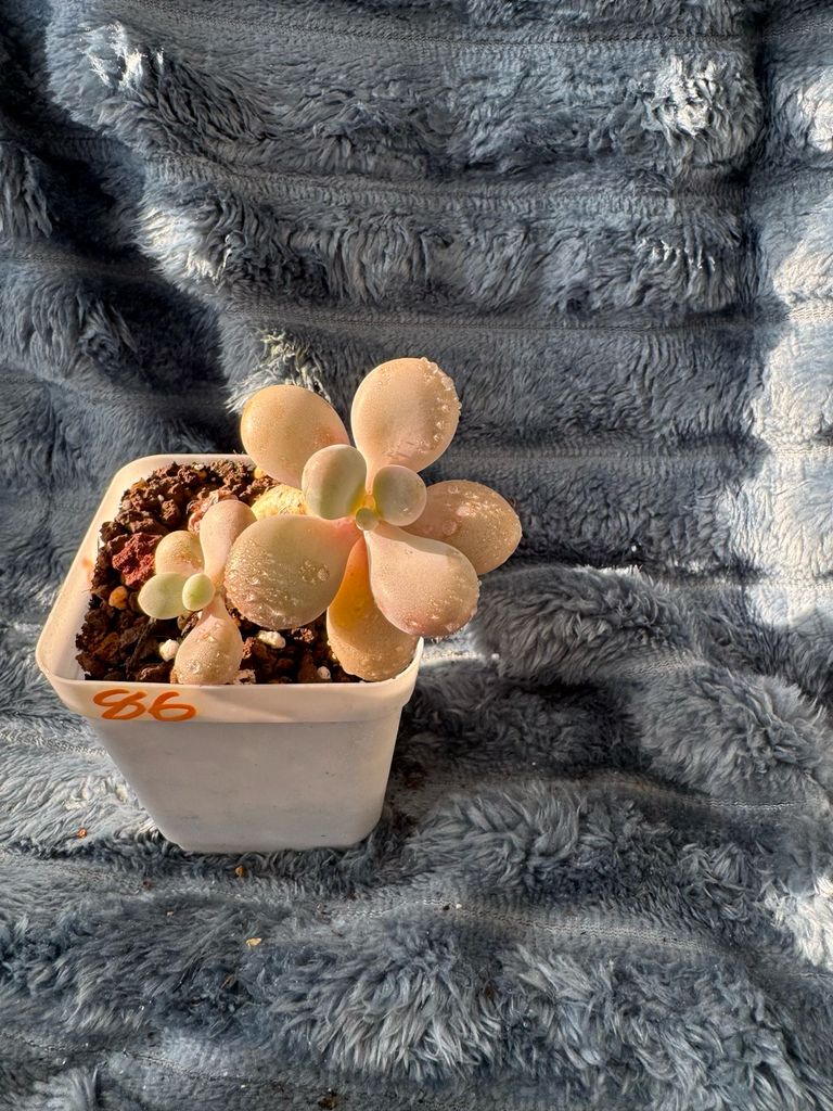 🇬🇧UK Pink Succulents Live Plant 3-4 Years Big Very Rare Graptopetalum amethystinum (Rose)Walther (No.31)