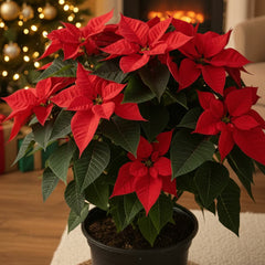 Poinsettia Potted Plant