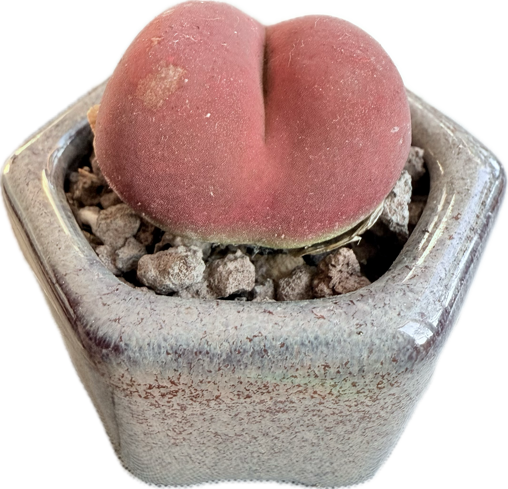 🇬🇧UK Rare Succulents Peach Dome Conophytum Maughanii 2-3 cm Red/Orange Color