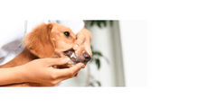 Seaweed For Dogs 500g Tub of Dried Kelp