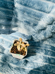 🇬🇧UK Pink Succulents Live Plant 2-3 Years Big Very Rare Graptopetalum amethystinum (Rose)Walther (No.24)