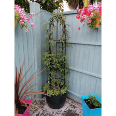 Steel Garden Obelisk Plant Support Trellis 1.9m | Black Weather-Resistant Metal Cylindrical Frame for Climbing Plants (Plant Not Included)