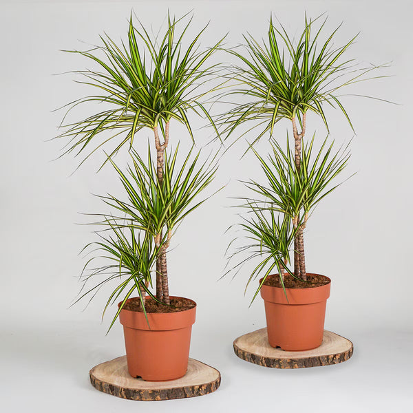 Dragon Tree Lemon & Lime 1M Potted Plant, 4 Litre