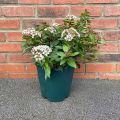 Vibernum Tinus Potted Evergreen Shrub