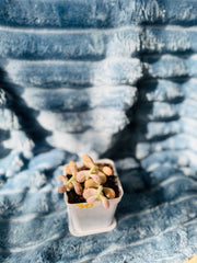 🇬🇧UK Pink Succulents Live Plant 2-3 Years Big Very Rare Graptopetalum amethystinum (Rose)Walther (No.30)
