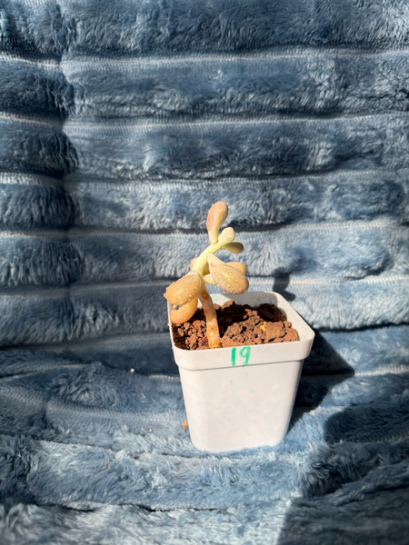 🇬🇧UK Pink Succulents Live Plant 2-3 Years Big Very Rare Graptopetalum amethystinum (Rose)Walther (No.19)