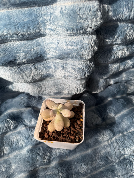 🇬🇧UK Pink Succulents Live Plant 2-3 Years Big Very Rare Graptopetalum amethystinum (Rose)Walther (No.29)