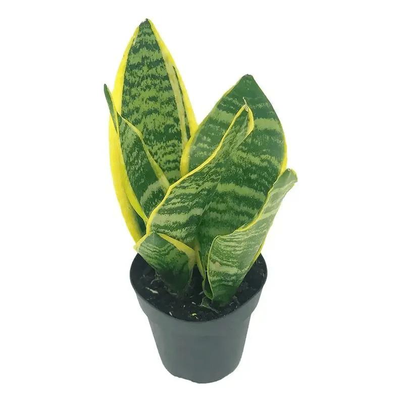 Real Snake Plant Sansevieria Trifasciata Superba seeds Low Maintenance Indoor House Plant in Pot, Mother in Law Tongue Sansevieria Plant