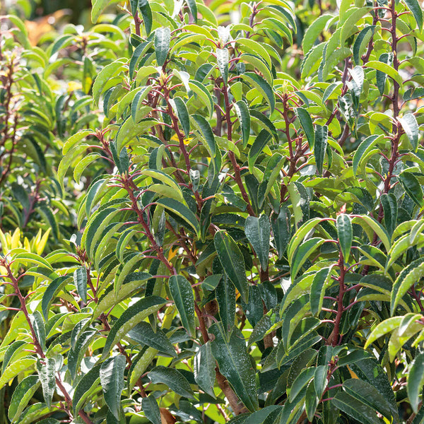 Prunus Lusitanica Portugese Laurel Potted Evergreen Shrub