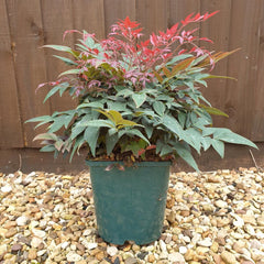 Nandina Obsessed Potted Evergreen Shrub