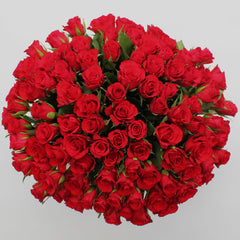 Valentine'S 100 Stem Red Calypso Roses Flower Bouquet with Greetings Card