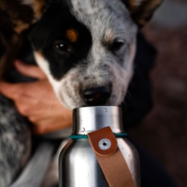 Black+Blum Stainless Steel Lunch Box & 750Ml Insulated Water Bottle Bundle