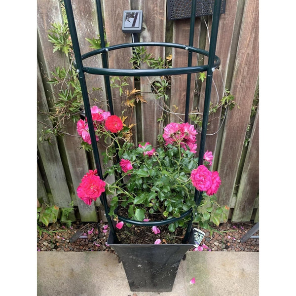 Steel Garden Obelisk Plant Support Trellis 1.9m | Black Weather-Resistant Metal Cylindrical Frame for Climbing Plants (Plant Not Included)
