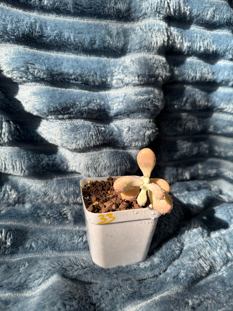 🇬🇧UK Pink Succulents Live Plant 2-3 Years Big Very Rare Graptopetalum amethystinum (Rose)Walther (No.33)