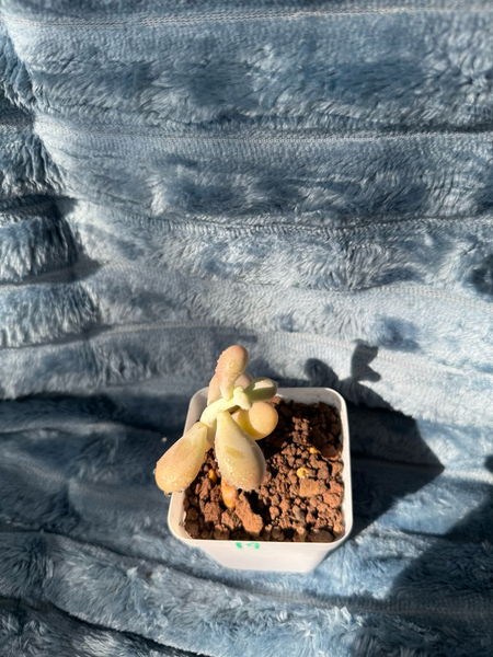 🇬🇧UK Pink Succulents Live Plant 2-3 Years Big Very Rare Graptopetalum amethystinum (Rose)Walther (No.19)