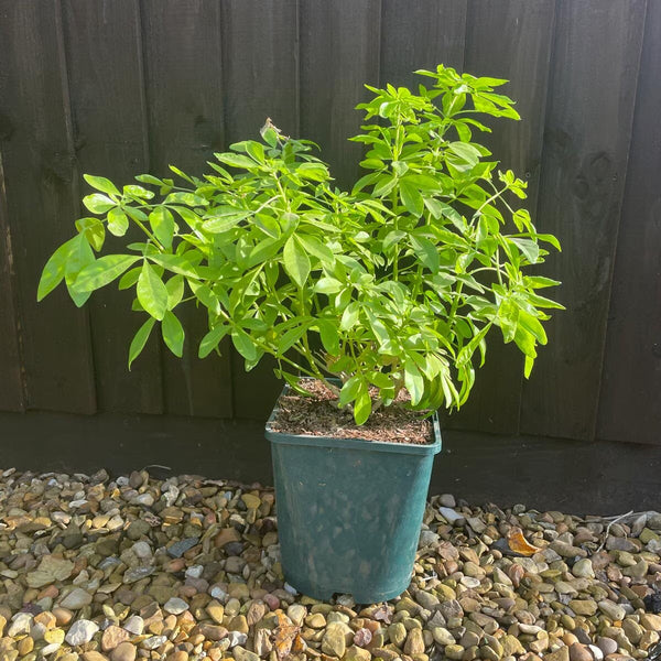 Choisya Sundance Potted Evergreen Shrub