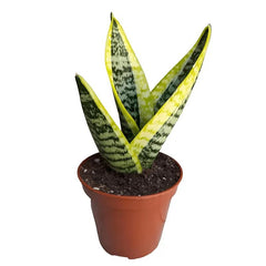 Real Snake Plant Sansevieria Trifasciata Superba seeds Low Maintenance Indoor House Plant in Pot, Mother in Law Tongue Sansevieria Plant