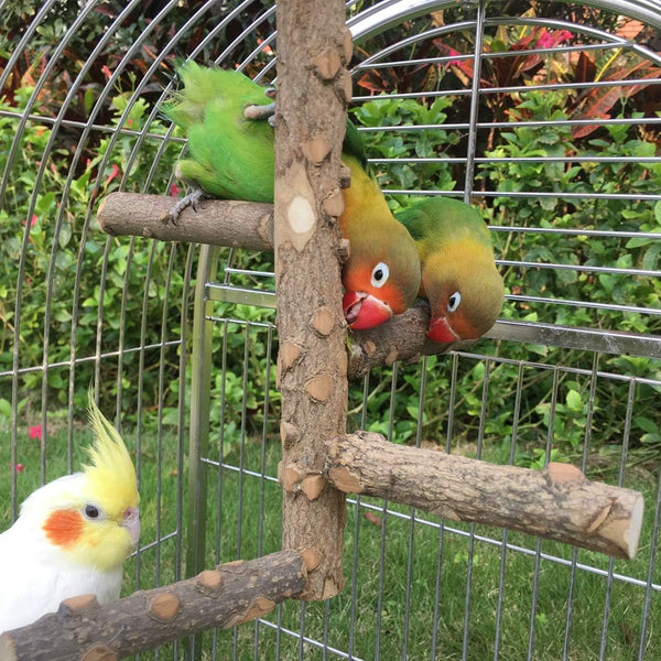 KINTOR Bird Perch Nature Wood Stand for 3-4Pcs Small Medium Parrots (S-For Small Parrots)