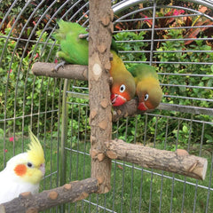 KINTOR Bird Perch Nature Wood Stand for 3-4Pcs Small Medium Parrots (S-For Small Parrots)