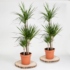 Dragon Tree 1M Potted Plant, 4 Litre