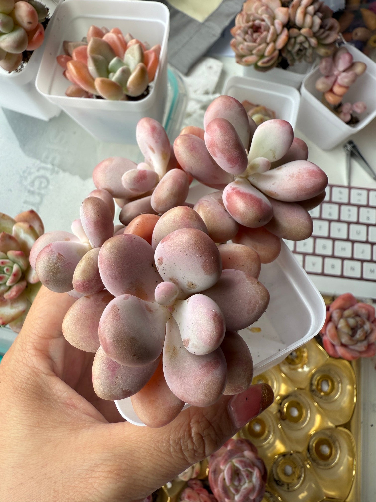 🇬🇧UK Pink Succulents Live Plant 4-5 Years Big Very Rare Graptopetalum amethystinum (Rose)Walther