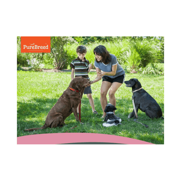 Meat Wrapped Rawhide Dog Treats - Duck Chews for Dogs, High-Protein and Low-Fat, Promotes Healthy Teeth, Great for Training, Rewards, Chewing Satisfaction, and Long-Lasting Enjoyment
