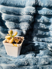 🇬🇧UK Pink Succulents Live Plant 2-3 Years Big Very Rare Graptopetalum amethystinum (Rose)Walther (No.32)